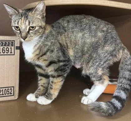 A young medium-sized female Domestic Short Hair cat named Cass $ for adoption in Seneca, SC