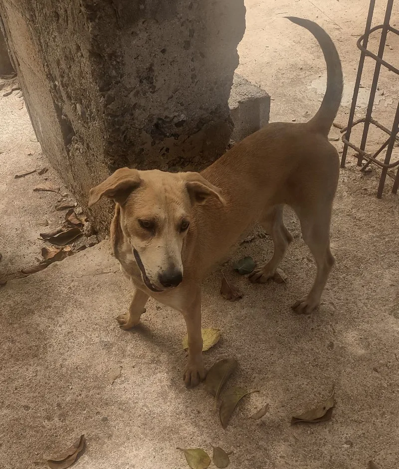 An adult medium-sized female Yellow / Tan / Blond / Fawn Mixed Breed dog named Sandy for adoption in Guayama, PR