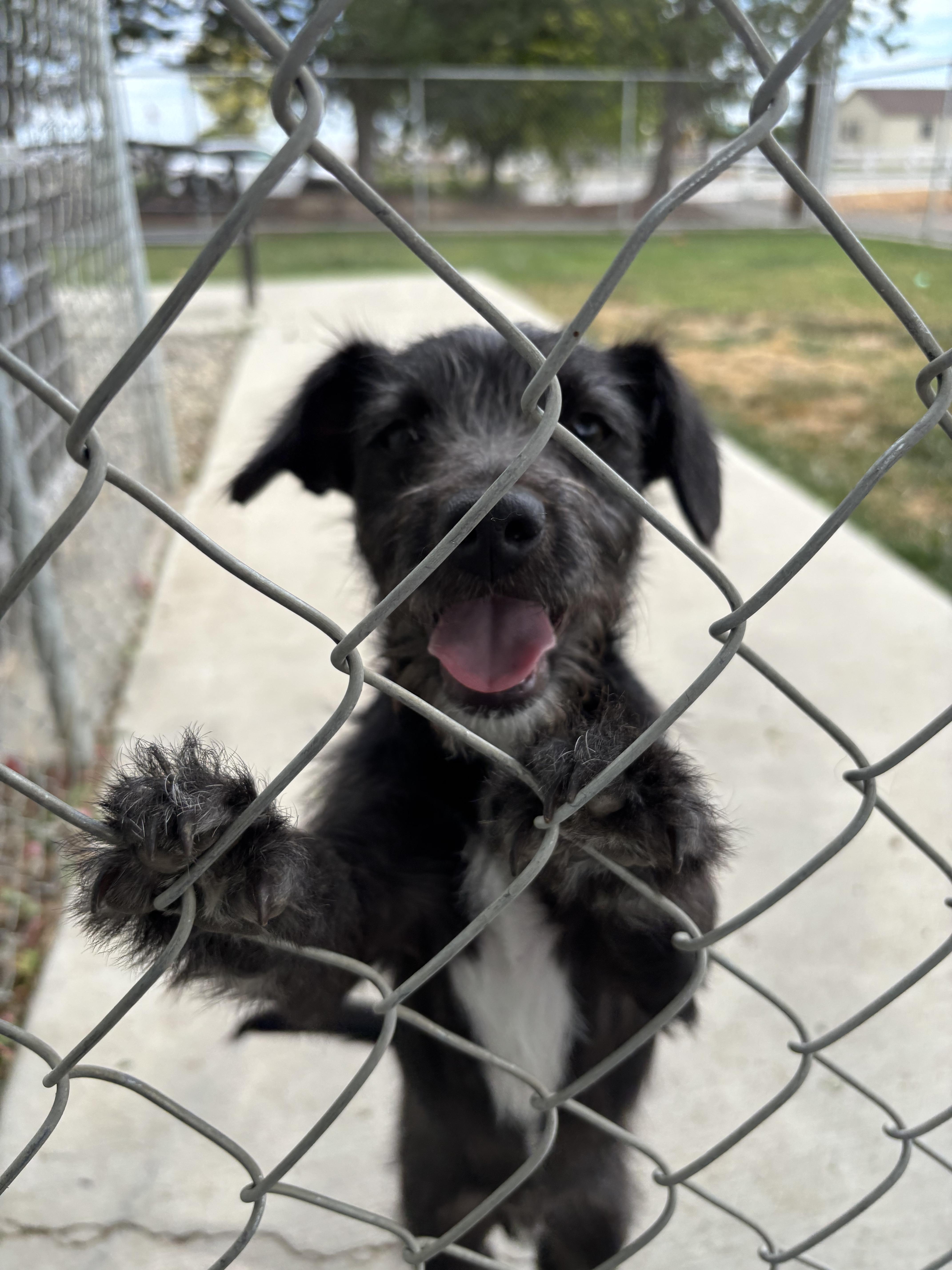A young small-sized male Black Terrier dog named Ralphy for adoption in Quincy, WA