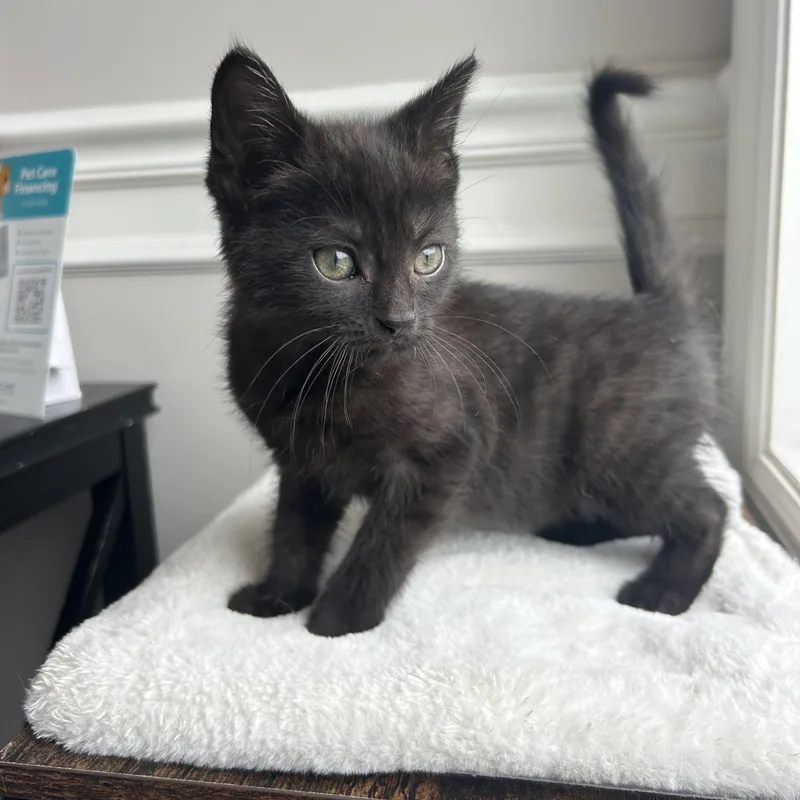 A baby medium-sized female Black Domestic Short Hair cat named Jinjer for adoption in Bethel, OH