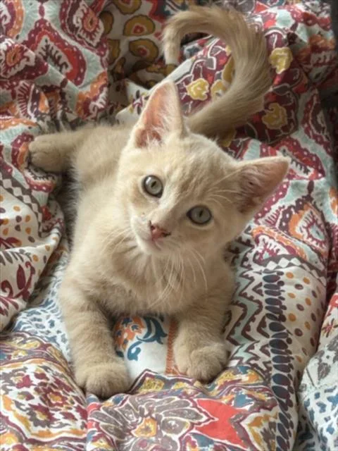 A baby small-sized male Domestic Short Hair cat named Aslan for adoption in Santa Fe, NM