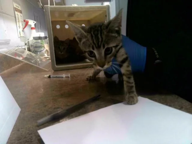 A baby small-sized female Domestic Short Hair cat named Candle for adoption in Tallahassee, FL