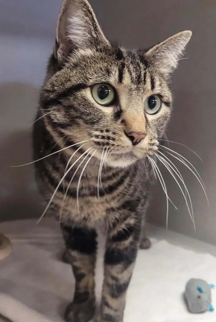 An adult small-sized female Domestic Short Hair cat named Annie for adoption in Midland, TX