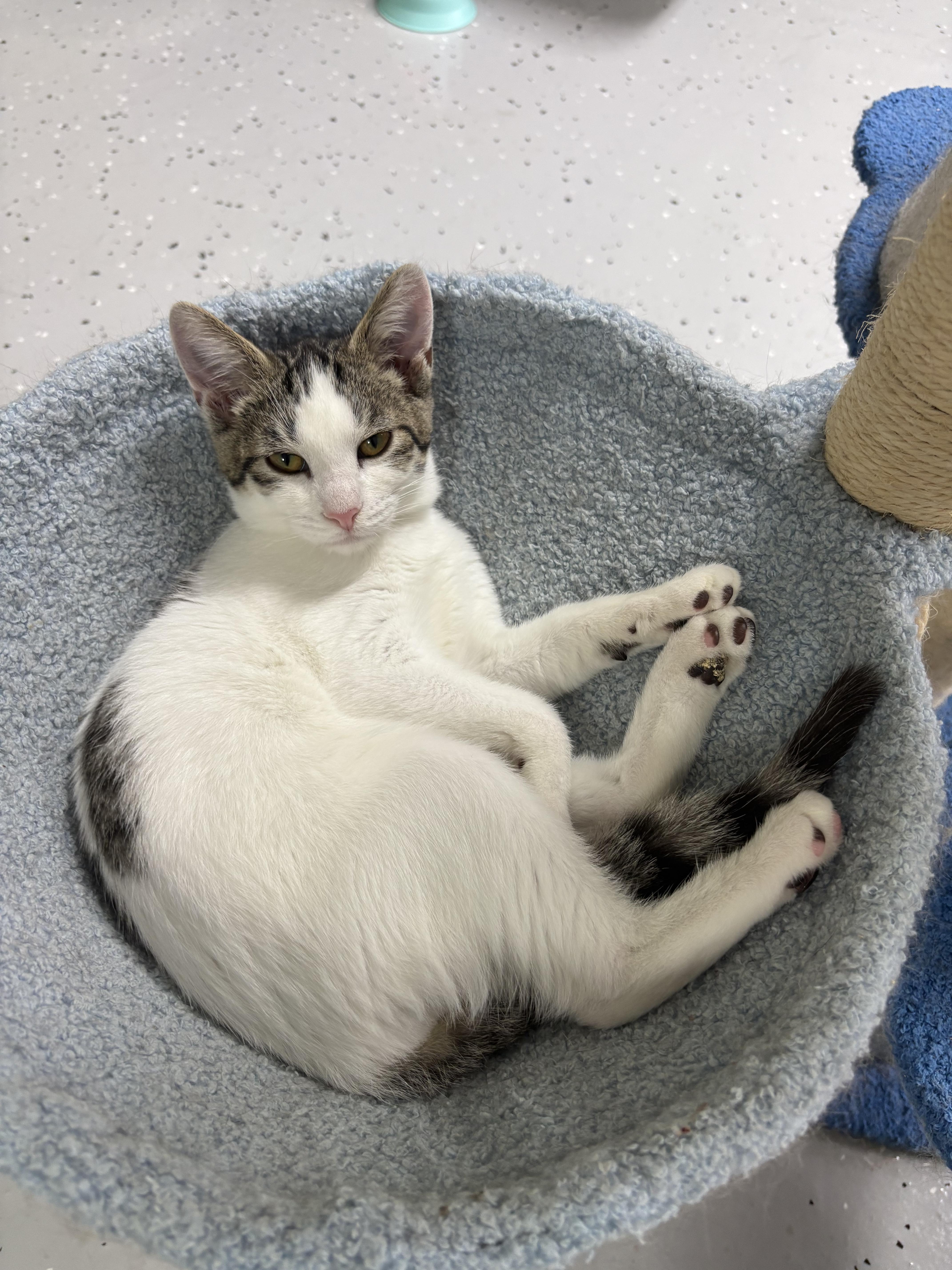 A baby large-sized male Domestic Short Hair cat named Lux for adoption in New Baltimore, MI