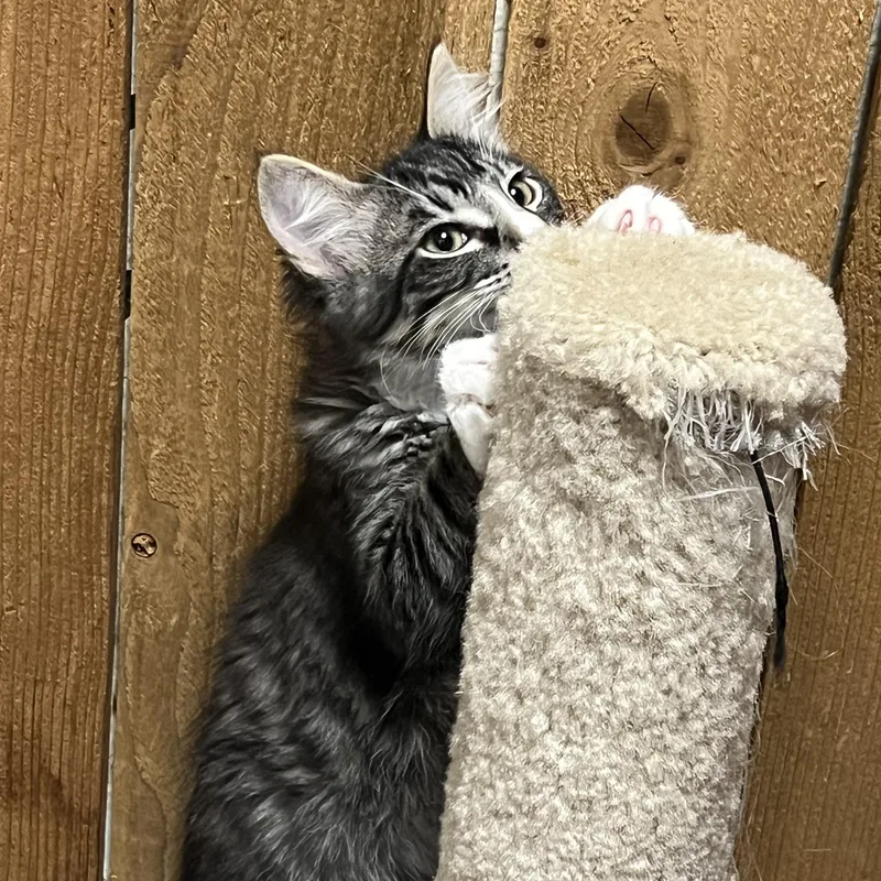 A baby medium-sized male Tabby (Gray / Blue / Silver) Domestic Long Hair cat named Dante for adoption in Spokane, WA