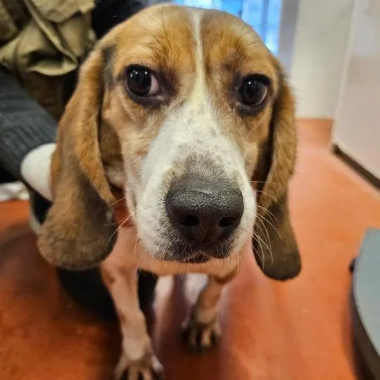 An adult small-sized male Brown / Chocolate Beagle dog named Arthur for adoption in Nowata, OK
