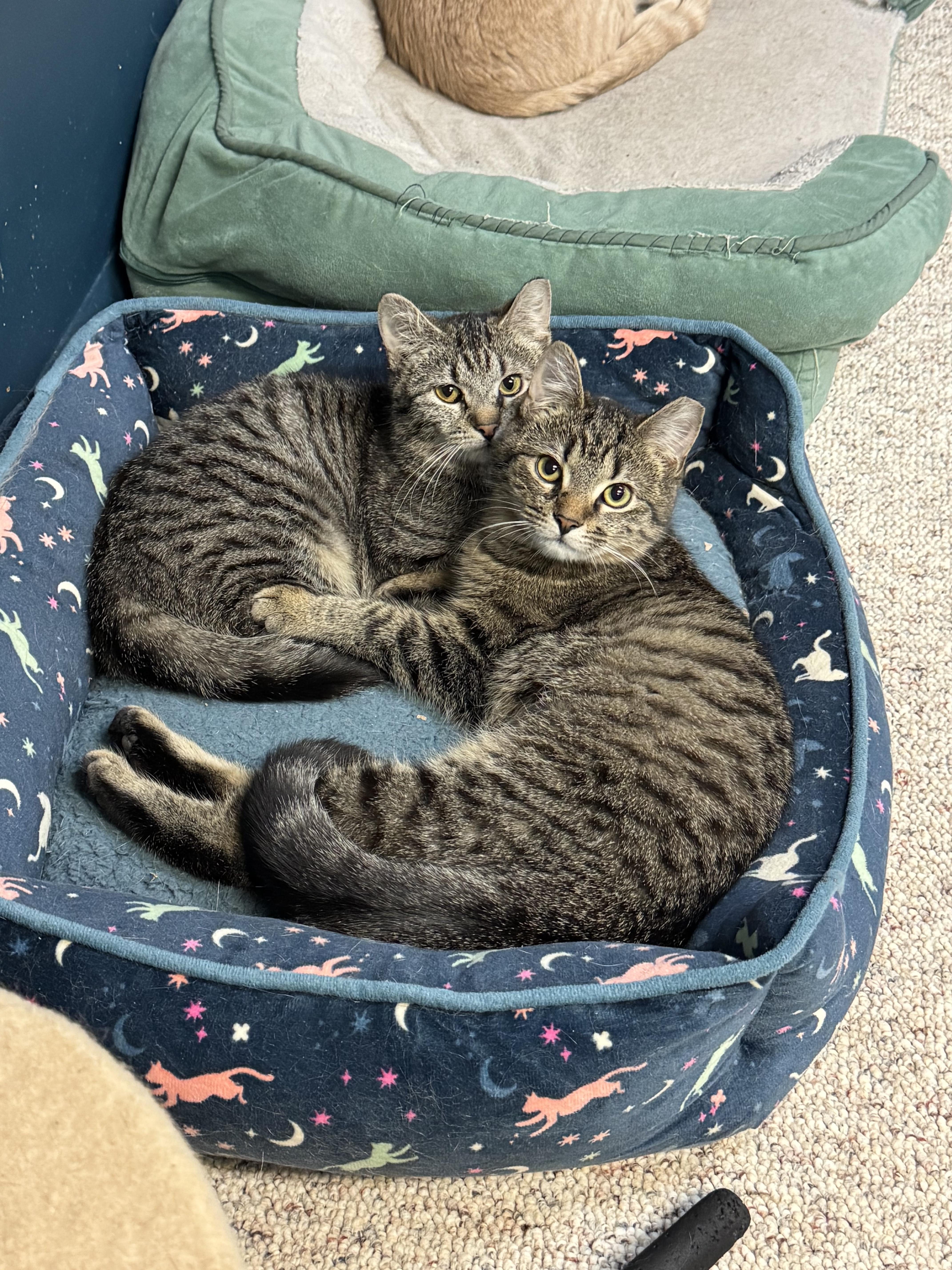 A young medium-sized female Domestic Short Hair cat named Bonded Pair Cutie & for adoption in Mount Juliet, TN