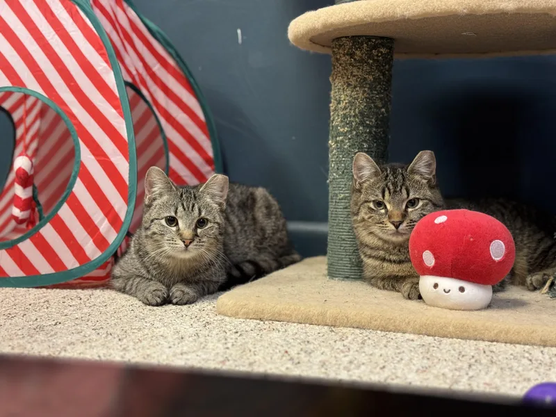 Bonded Pair Cutie & thumbnail 2
