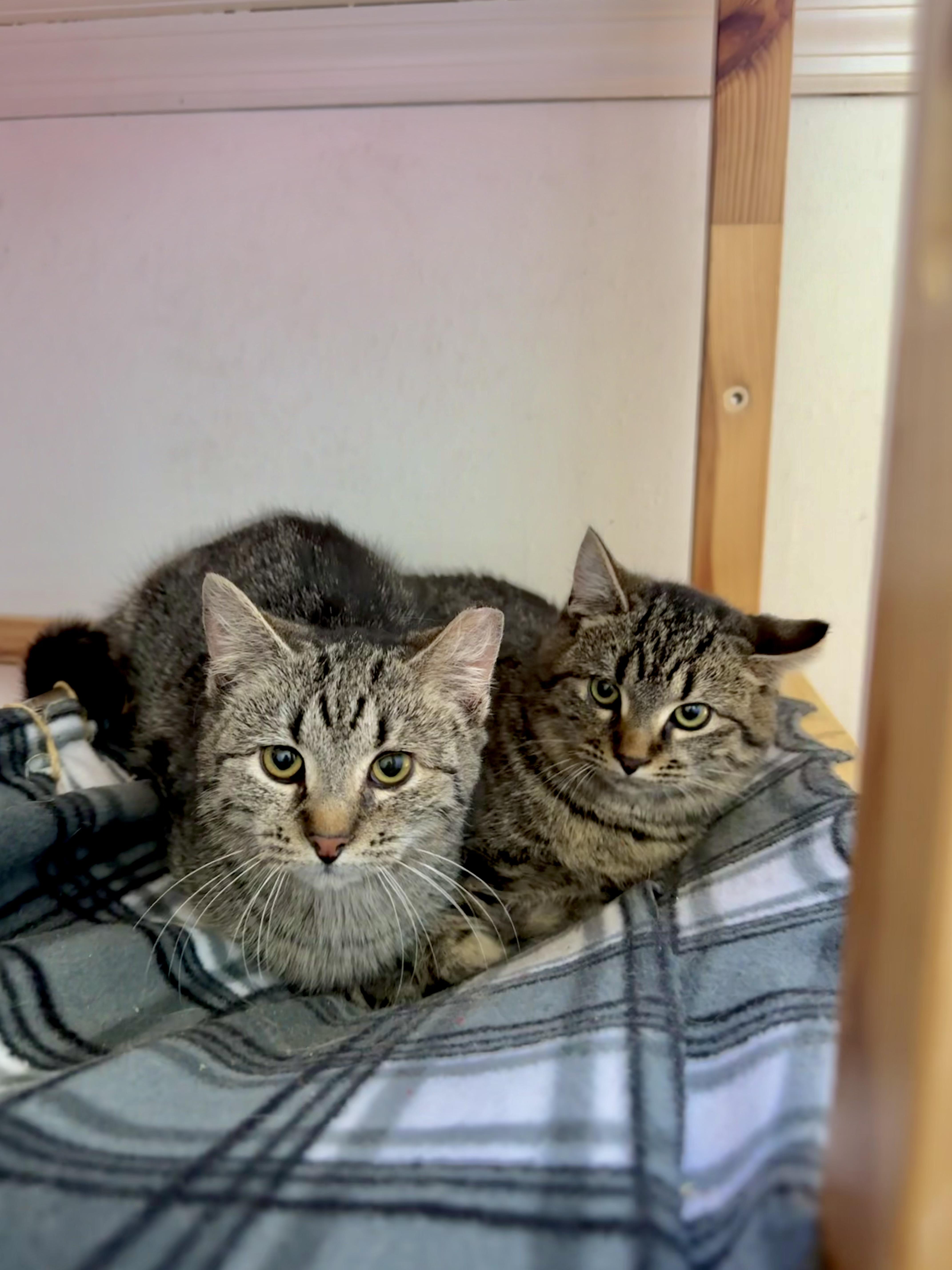 Bonded Pair Cutie & thumbnail 3