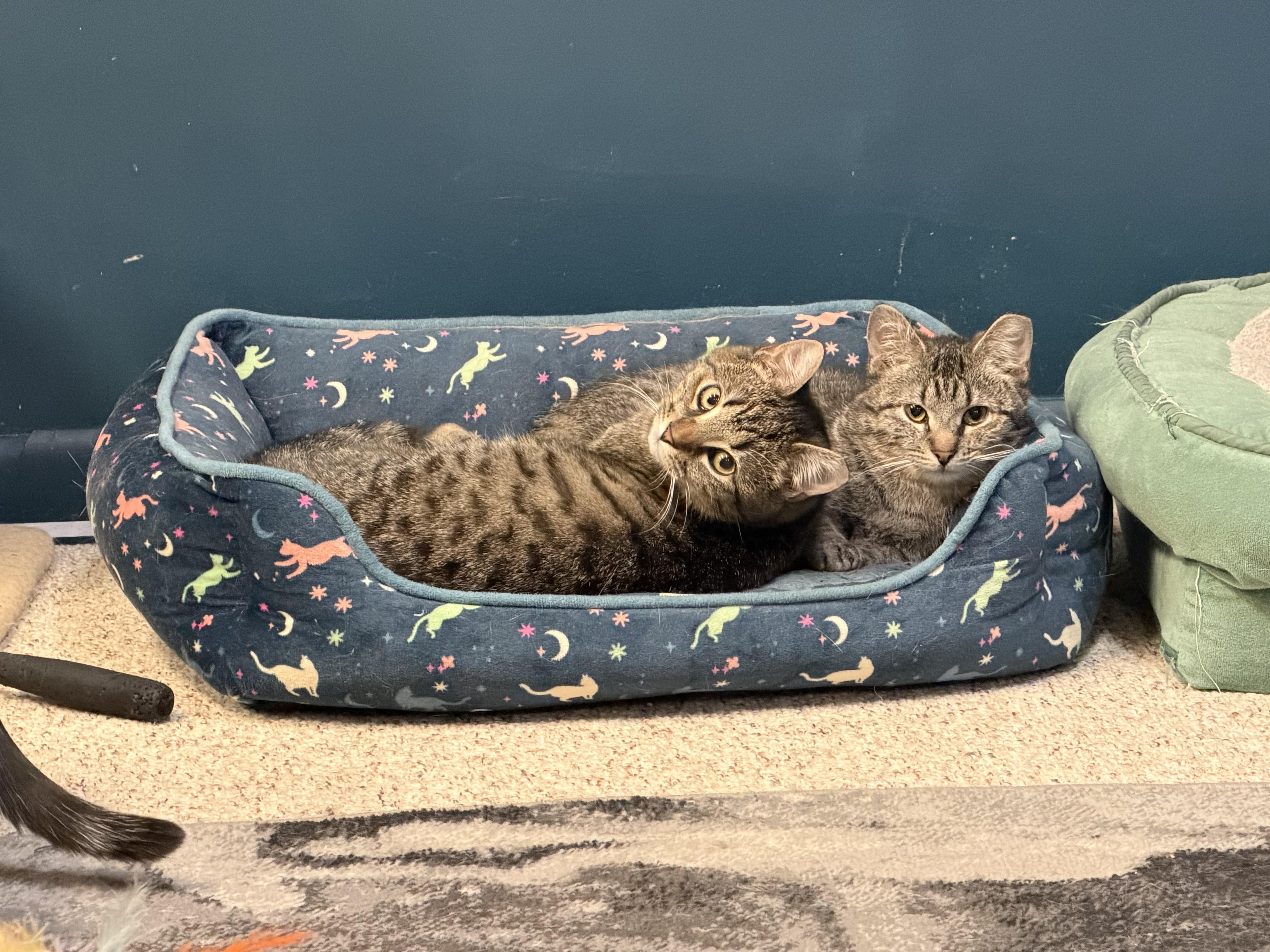 Bonded Pair Cutie & thumbnail 5