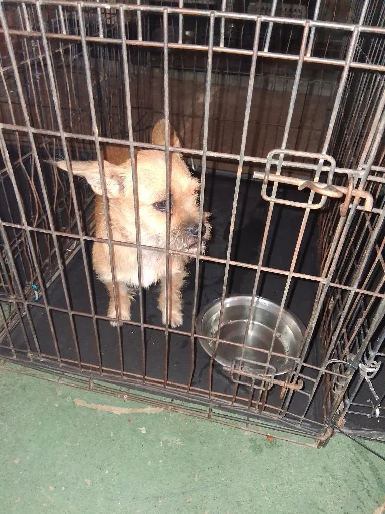 A young small-sized female Terrier dog named Chippy for adoption in Brownwood, TX