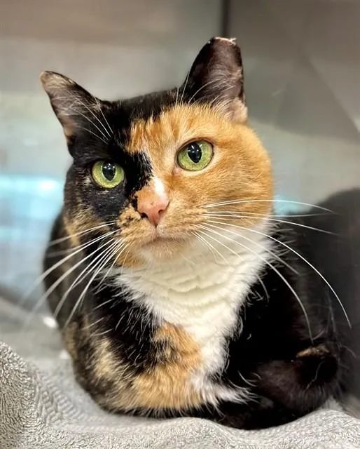 An adult large-sized female Domestic Short Hair cat named Gypsy for adoption in York, SC