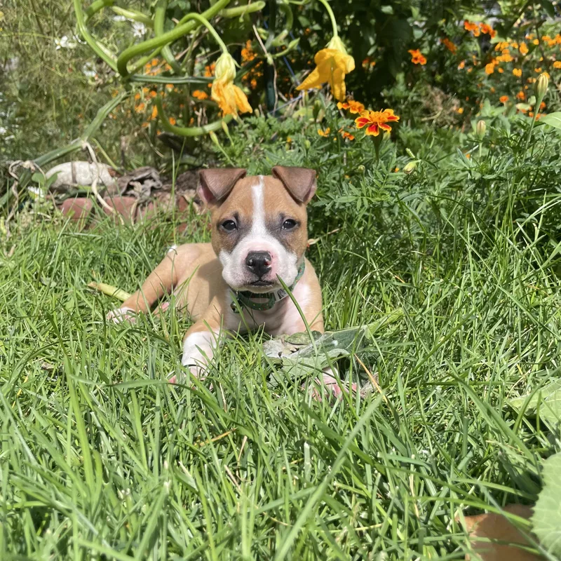 A baby medium-sized male Yellow / Tan / Blond / Fawn Pit Bull Terrier dog named Jonah for adoption in Fort Collins, CO