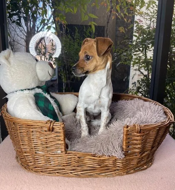 A young small-sized male Jack Russell Terrier dog named Wishbone for adoption in Fort Worth, TX