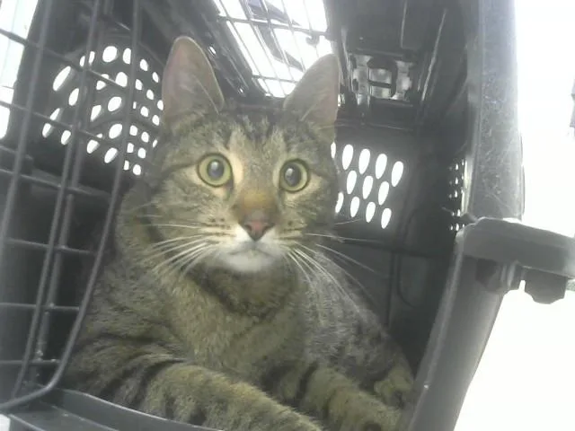 A young small-sized female Domestic Short Hair cat named Evie for adoption in Loveland, CO
