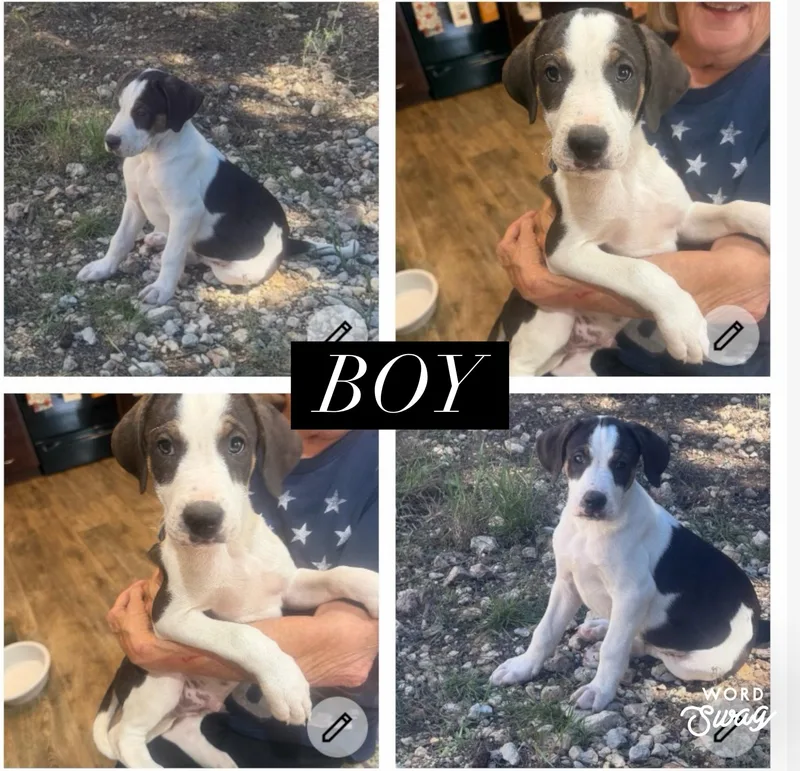 A baby medium-sized male Catahoula Leopard Dog dog named Catahoula Boy for adoption in canyon lake, TX