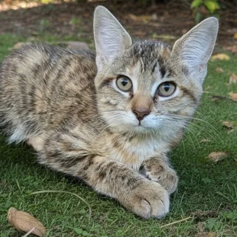 A baby small-sized female Domestic Short Hair cat named Star Ranger for adoption in Clinton Township, MI