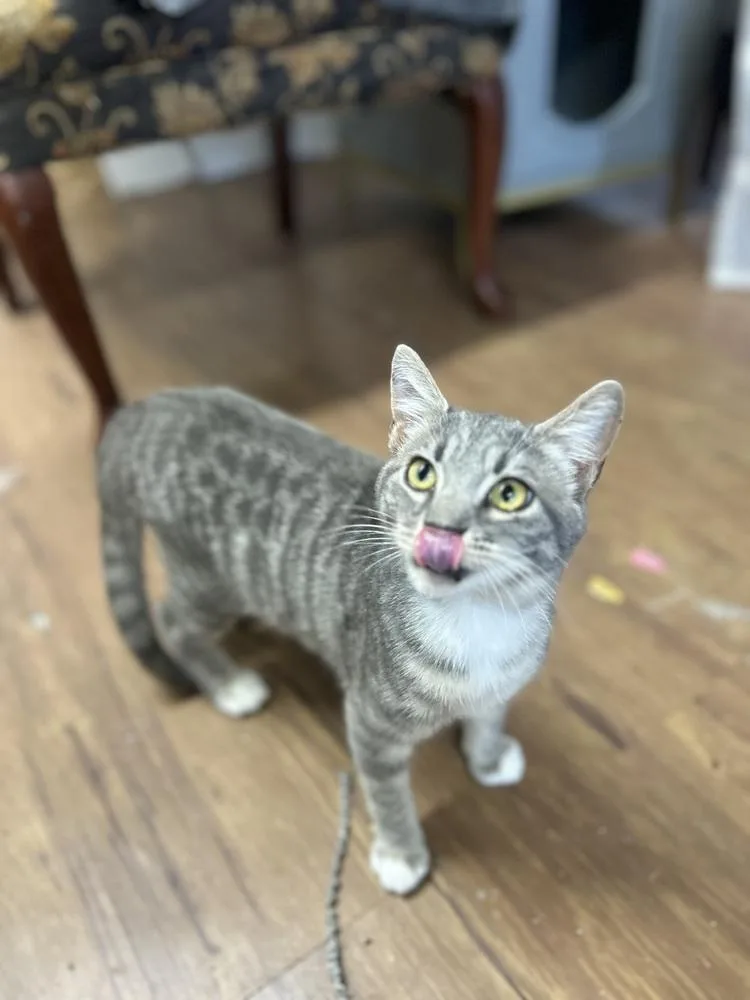 Munchkin thumbnail 2