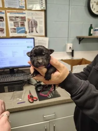 A baby small-sized male Terrier dog named Purple Band for adoption in Gastonia, NC