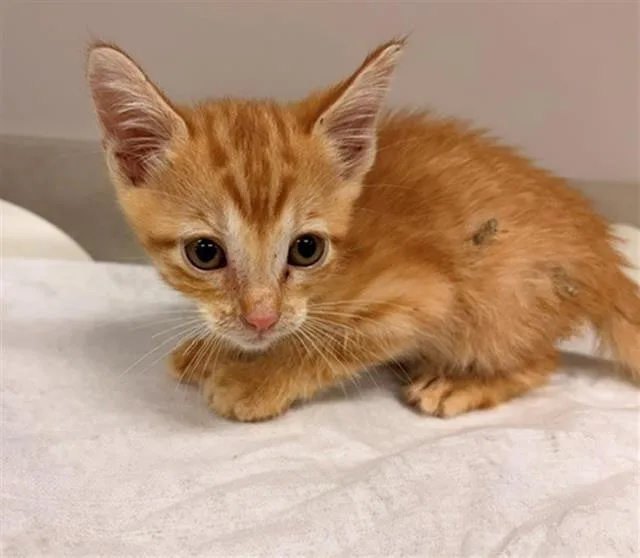 A baby small-sized male Domestic Short Hair cat named Jax for adoption in Baytown, TX