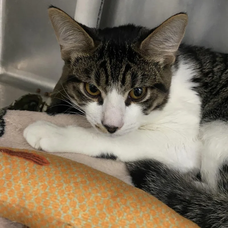 A baby medium-sized male Brown / Chocolate Domestic Short Hair cat named Viserion for adoption in Lakeland, FL