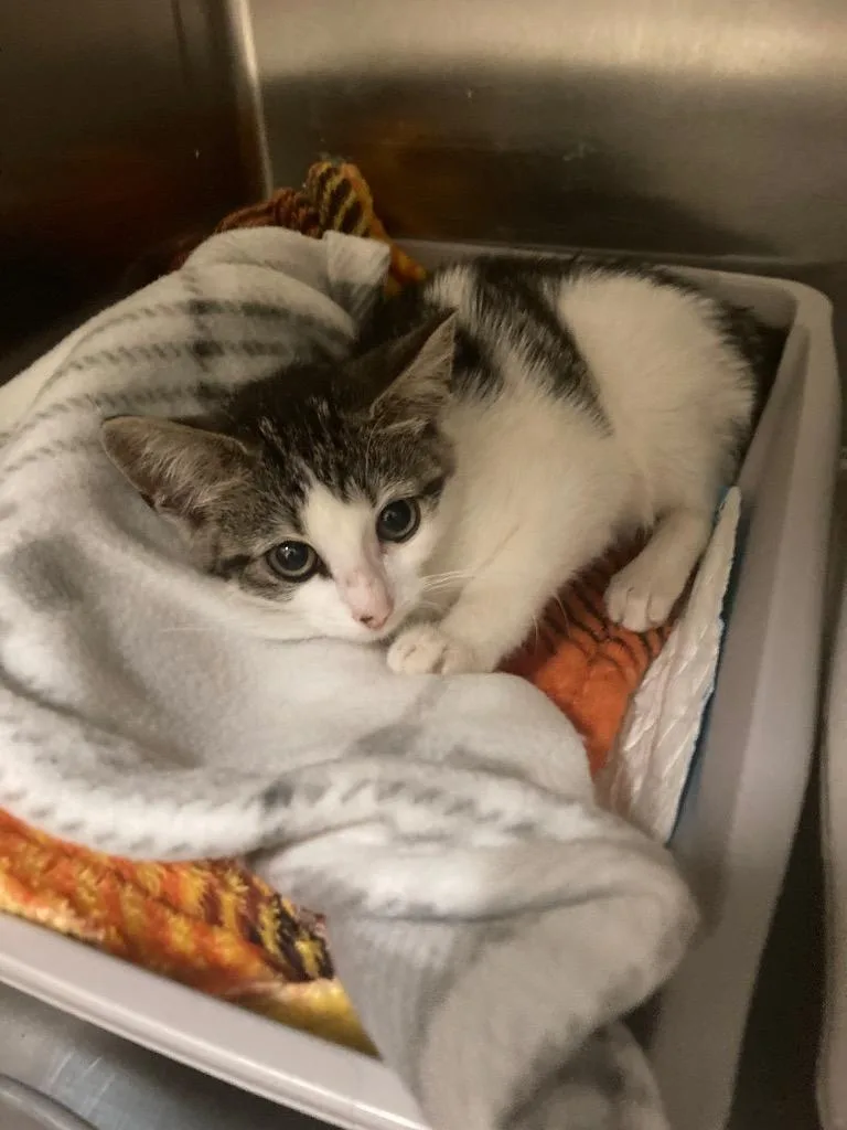 A baby small-sized female Domestic Short Hair cat named Morticia for adoption in Meriden, CT