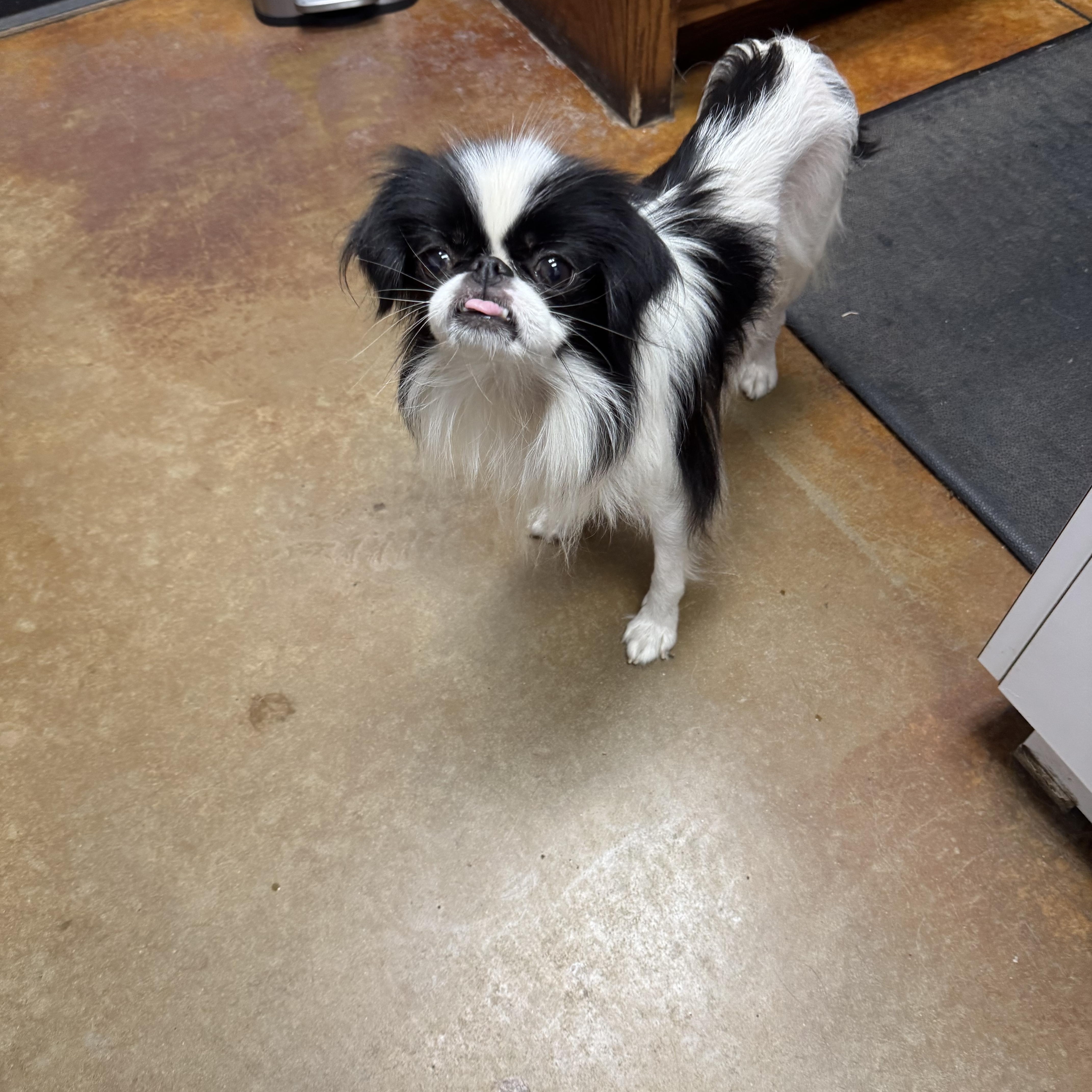 An adult small-sized female Japanese Chin dog named Willow for adoption in Cushing, OK