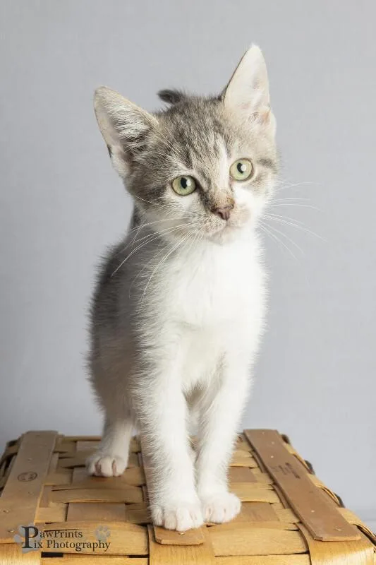 A young medium-sized female White Domestic Short Hair cat named Pancake for adoption in Maryville, TN