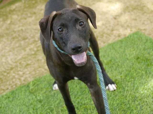 A young large-sized female Goldendoodle dog named Princess Pepperdine for adoption in Tallahassee, FL