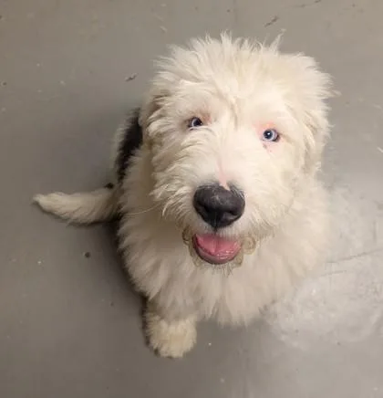 A young large-sized male Old English Sheepdog dog named Arthur for adoption in Bellingham, WA