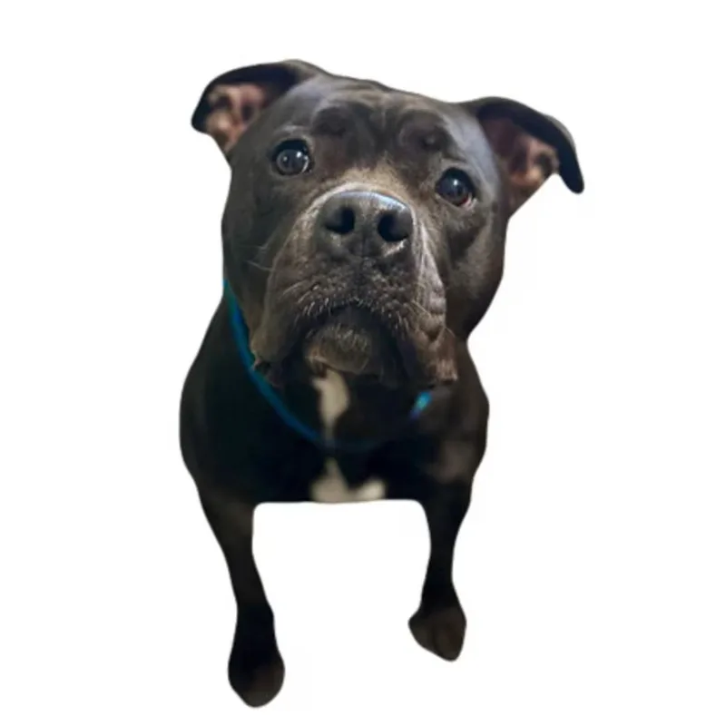 An adult medium-sized female Pit Bull Terrier dog named Birdie for adoption in Red Bluff, CA