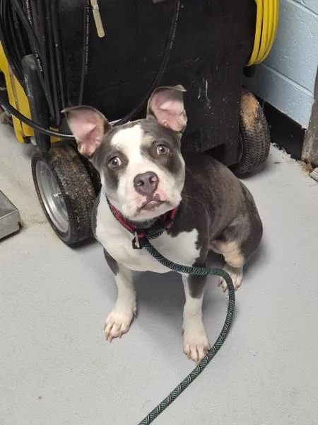 A young medium-sized female Pit Bull Terrier dog named Ic Candy for adoption in Lawrenceville, GA