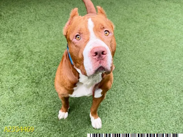 An adult large-sized male Mixed Breed dog named Goober for adoption in West Palm Beach, FL