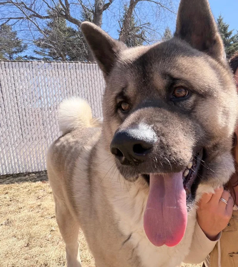 An adult extra large-sized male Yellow / Tan / Blond / Fawn Akita dog named Mongo for adoption in Amery, WI