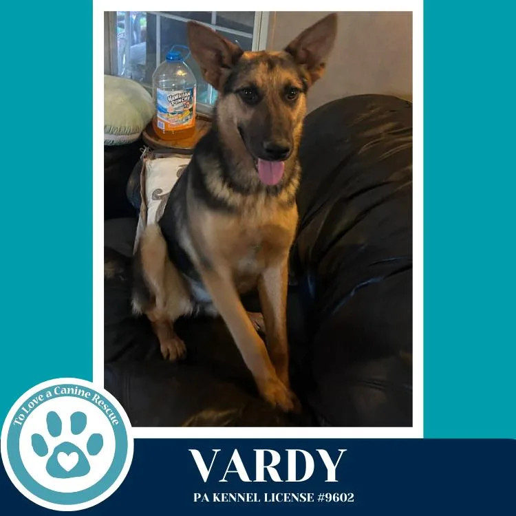 A young medium-sized female Brown / Chocolate German Shepherd Dog dog named Vardy for adoption in Kimberton, PA