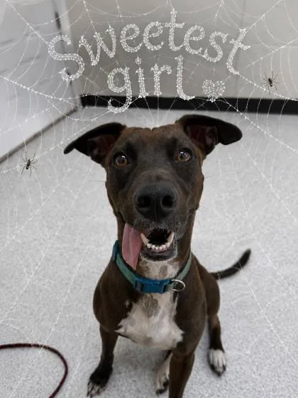 An adult medium-sized female Black Mouth Cur dog named Miss Richardson for adoption in Morton Grove, IL
