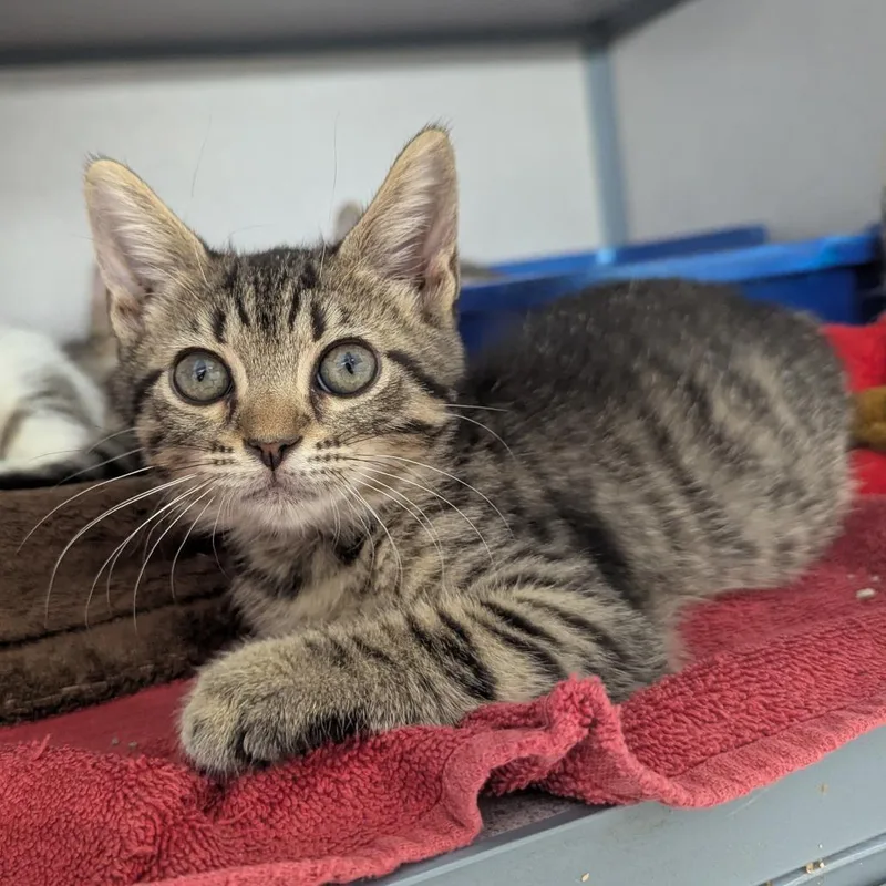 A baby small-sized female Brown / Chocolate Domestic Short Hair cat named Snooki for adoption in Evansville, IN