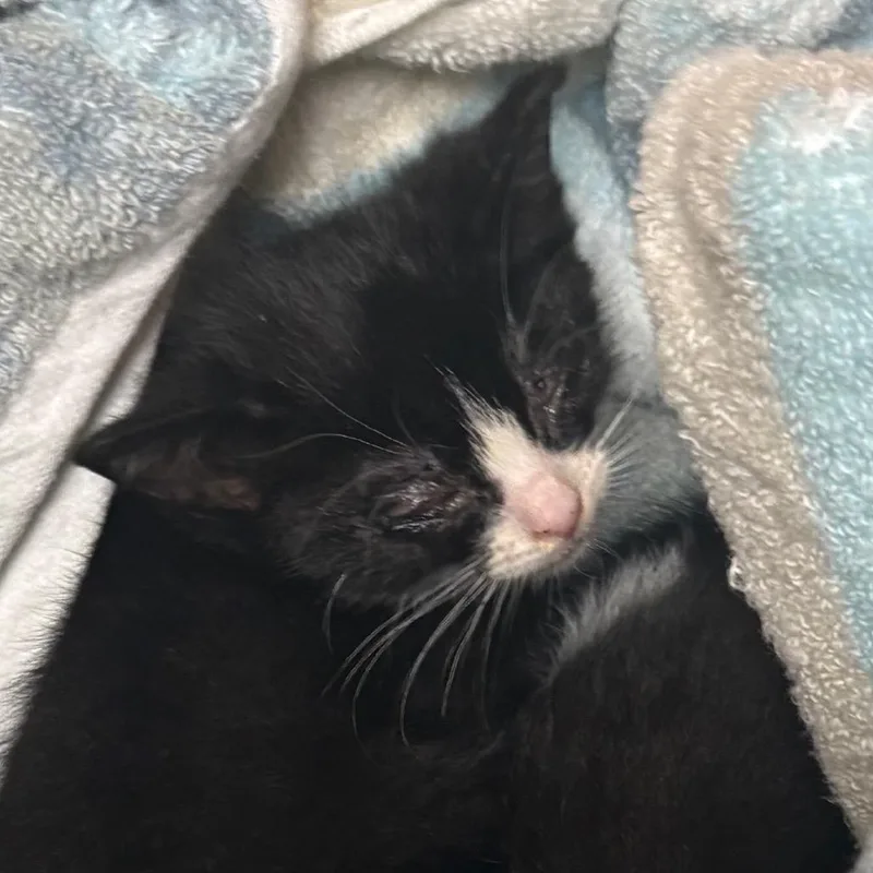 A baby small-sized male Black Domestic Short Hair cat named Straysimsstreet for adoption in Columbus, GA