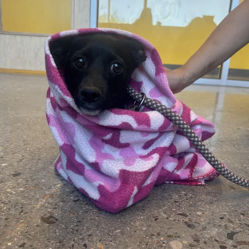 A baby small-sized male Chihuahua dog named Spliff for adoption in Phoenix, AZ