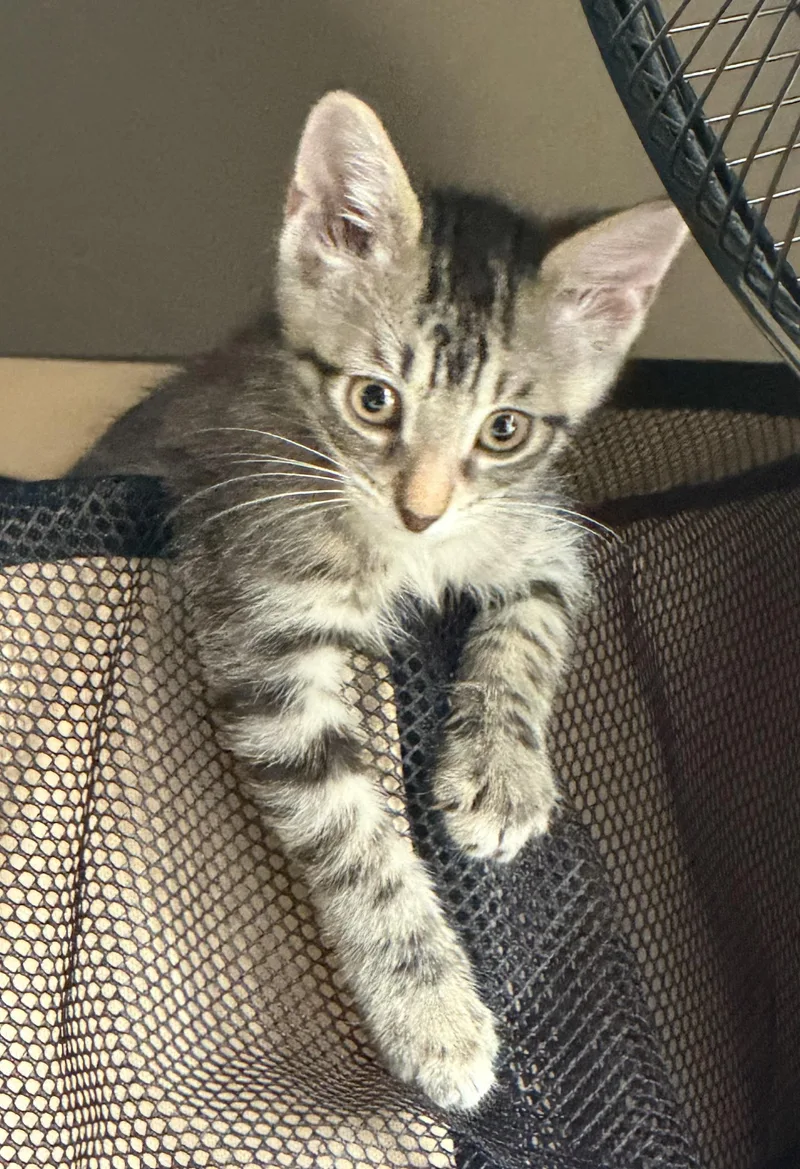 A baby medium-sized female Tabby (Gray / Blue / Silver) Domestic Short Hair cat named RumChata for adoption in Bulverde, TX