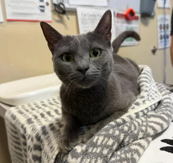 A young medium-sized female Domestic Short Hair cat named Cookies for adoption in Oceanside, CA