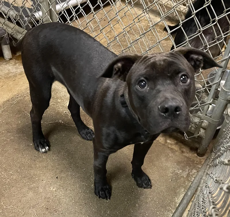A young medium-sized male Brown / Chocolate Pit Bull Terrier dog named Chuck HOLD for adoption in Canton, OH