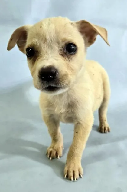 A baby large-sized female Labrador Retriever dog named Dusk for adoption in Morton Grove, IL