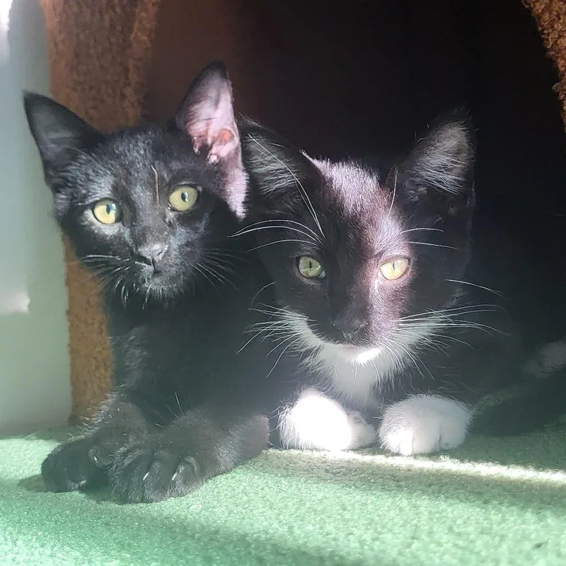 A baby small-sized female Black Domestic Short Hair cat named Ahsoka for adoption in Los Angeles, CA