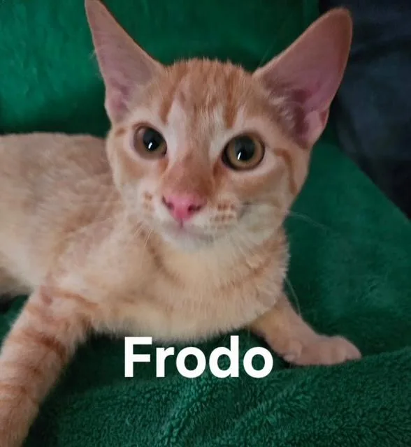 A baby medium-sized male Domestic Short Hair cat named Frodo for adoption in Zimmerman, MN