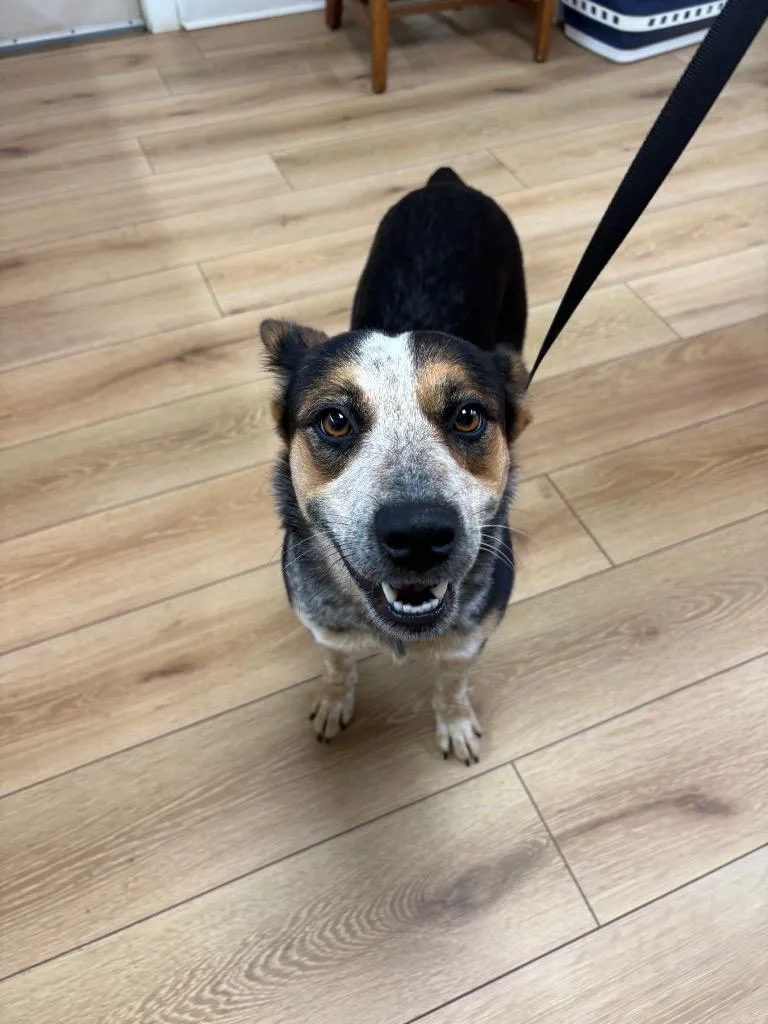 A young medium-sized female Australian Cattle Dog / Blue Heeler dog named Rosalee for adoption in Fayetteville, TN