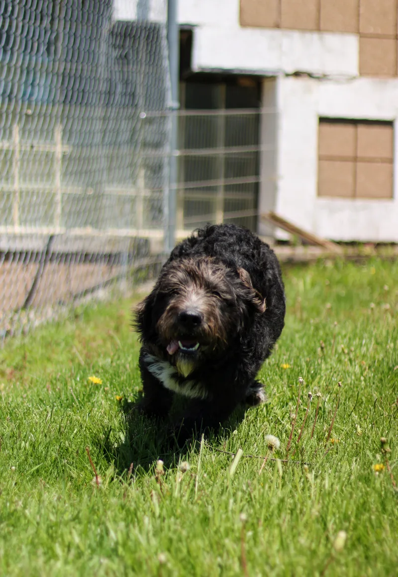 A young large-sized male Black Basset Hound dog named Shafer for adoption in Battle Creek, MI