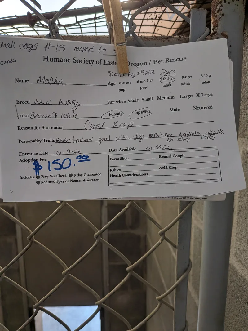 A young small-sized female Australian Shepherd dog named Mocha for adoption in Hermiston, OR