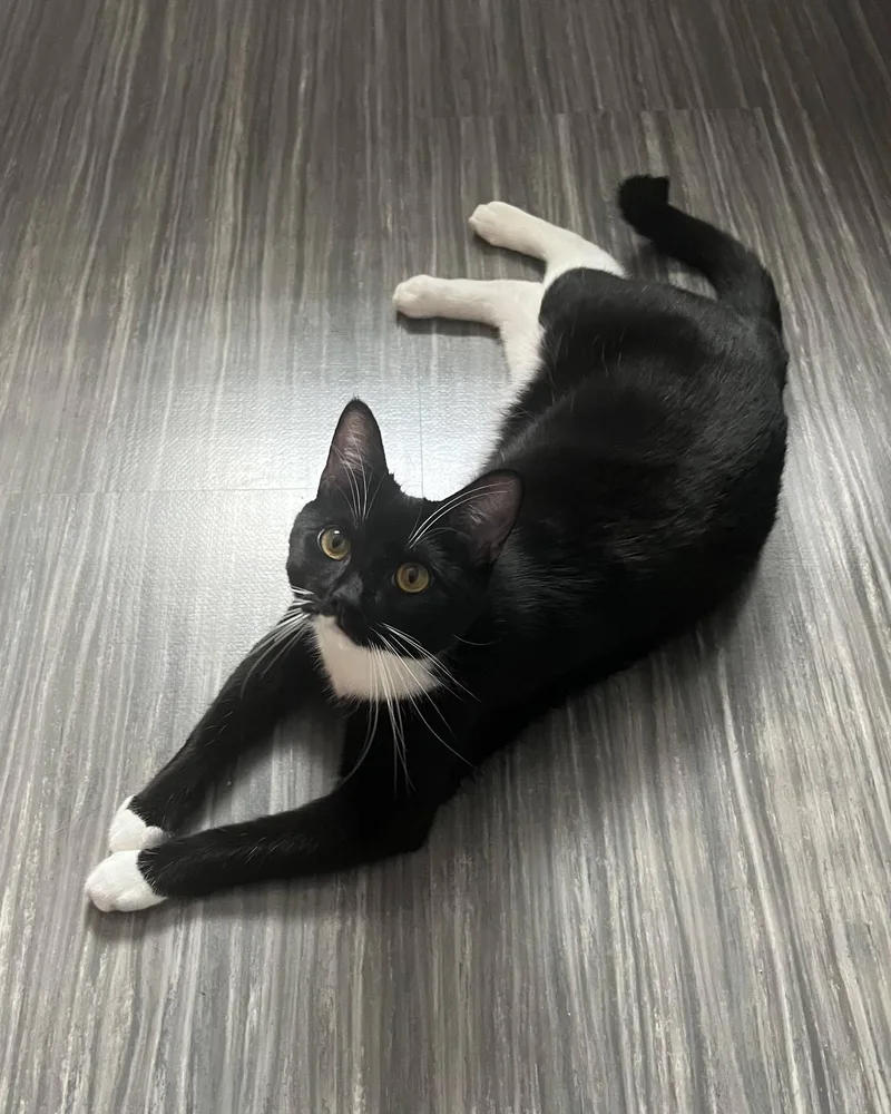 An adult medium-sized female Black & White / Tuxedo Domestic Short Hair cat named Meadow for adoption in Mullica Hill, NJ