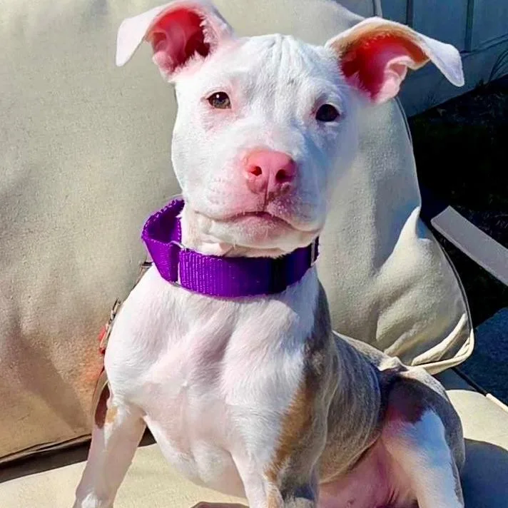 Sparkling Water thumbnail 4